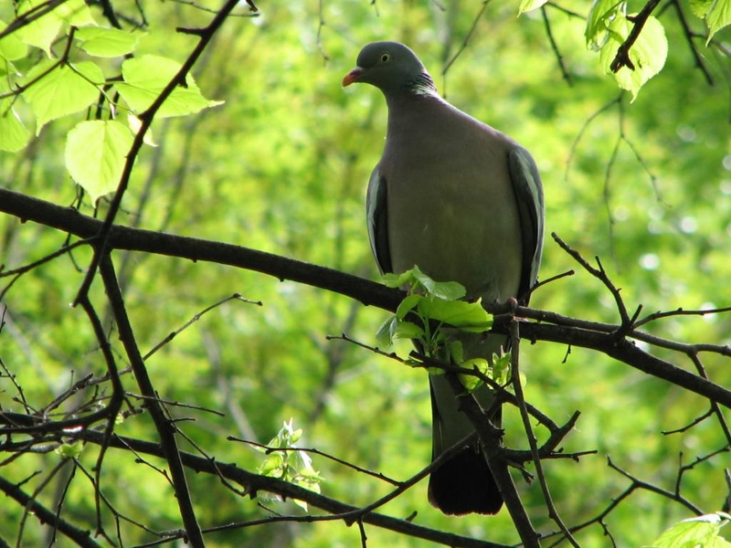 Příroda – holub hřivnáč