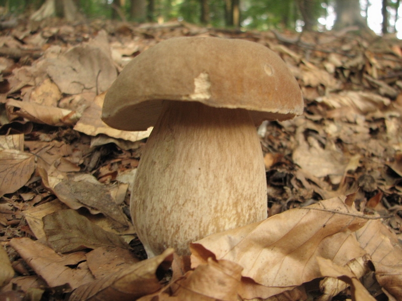 Příroda – houby v okolí